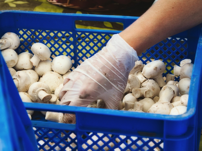 como evitar o desperdício de alimentos no transporte e importância