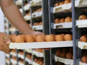 como funciona a logística de uma empresa de alimentação​